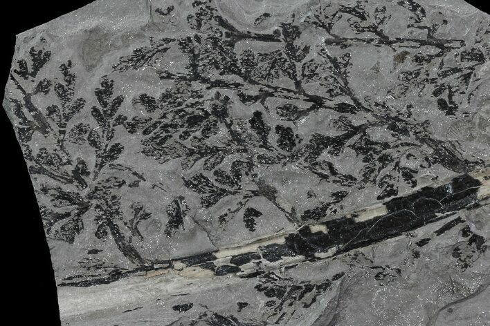 Pennsylvanian Fossil Plant (Sphenopteridium) - Kinney Quarry, NM #80500